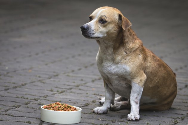 Dogs and dogs food
