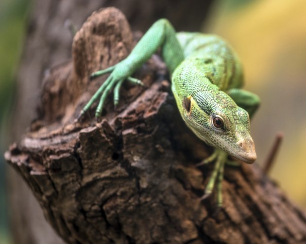 Emerald Tree Monitor, Varanus prasinus