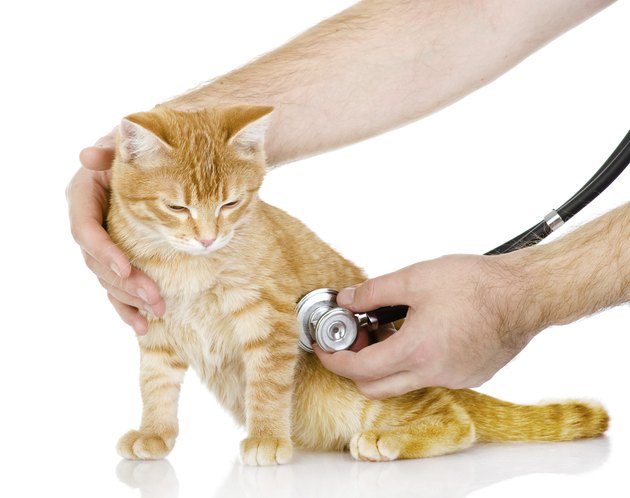 Veterinarian hand examining a cat