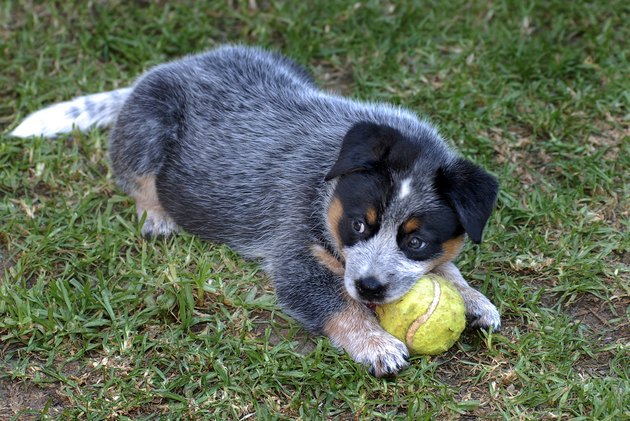 Blue Heeler Puppy with Tennis Ball on Grass, Australia