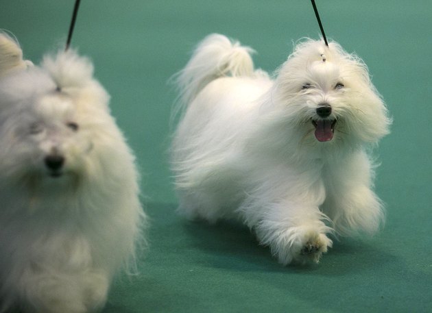 Dogs And Owners Gather For 2014 Crufts Dog Show
