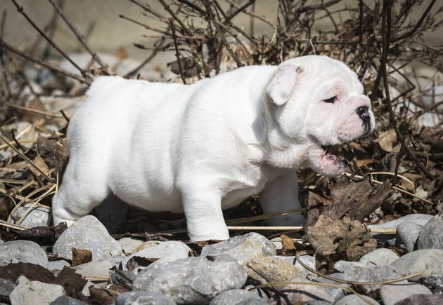 bulldog puppy outside playing