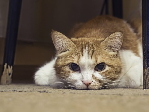 Sad cat