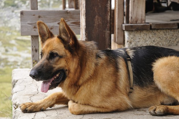 German shepherd dog