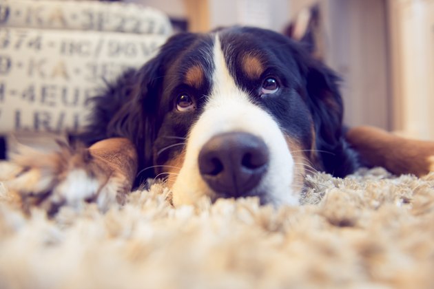 A pouting Bernese Mountain Dog