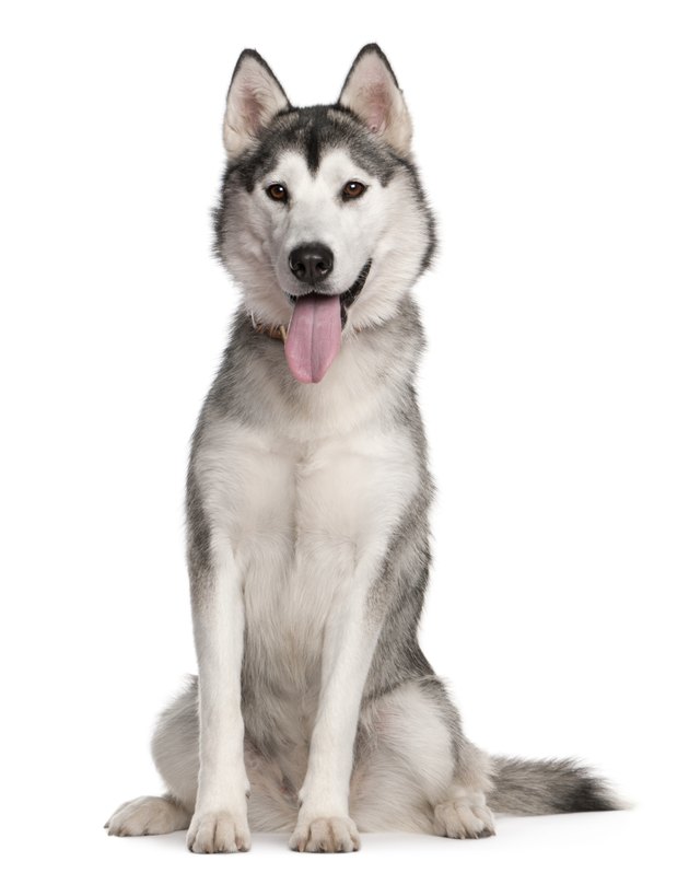 Panting Siberian Husky, 1 year old, sitting isolated on white