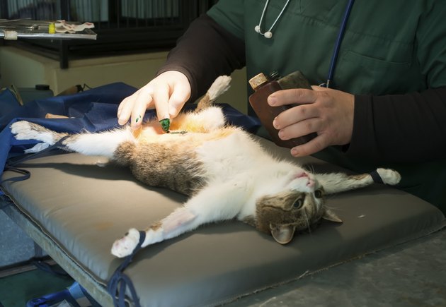 Cat in a veterinary surgery