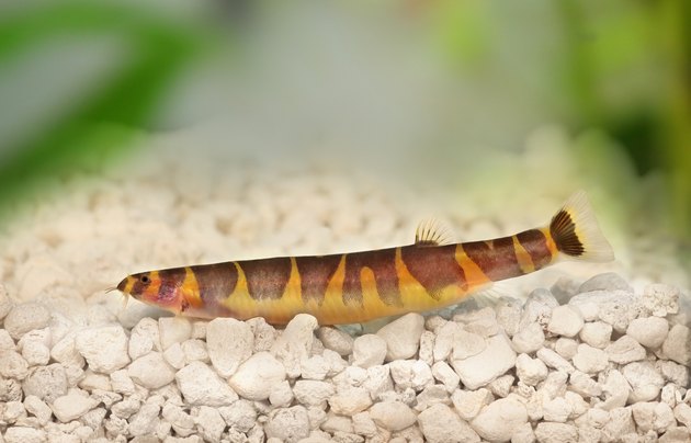 Kuhli Loach Catfish Pangio kuhlii freshwater aquarium fish