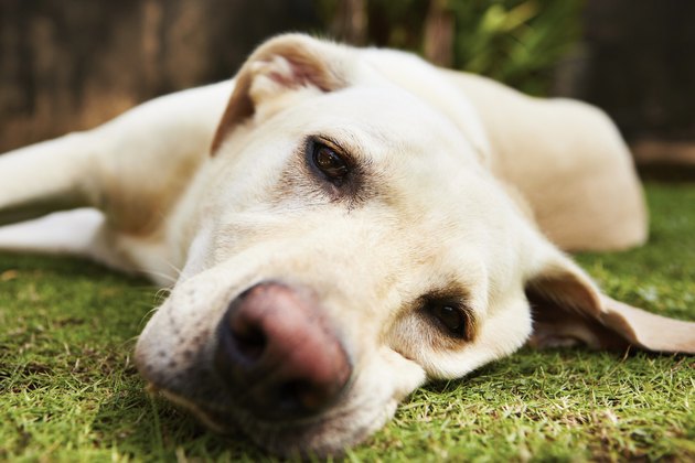 Tired dog