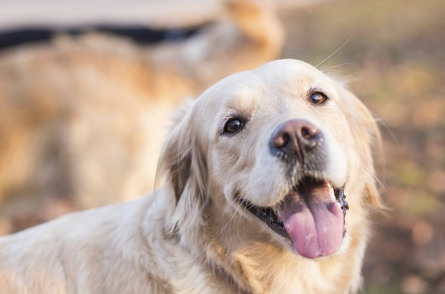 Smiling golden retriever