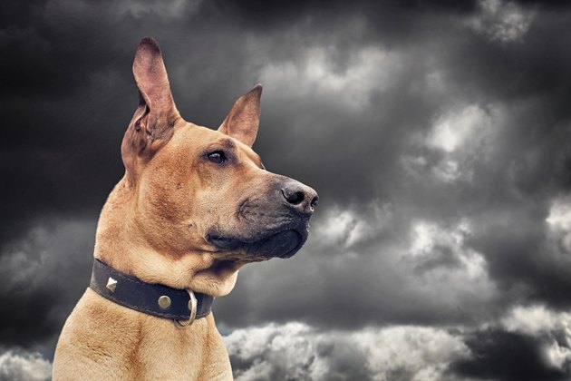 Red dog