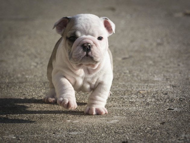 english bulldog puppy