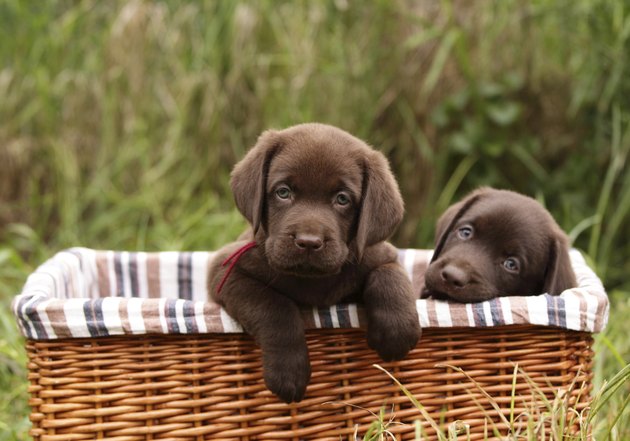 Labrador Retriever puppies