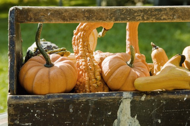 Variety of gourds