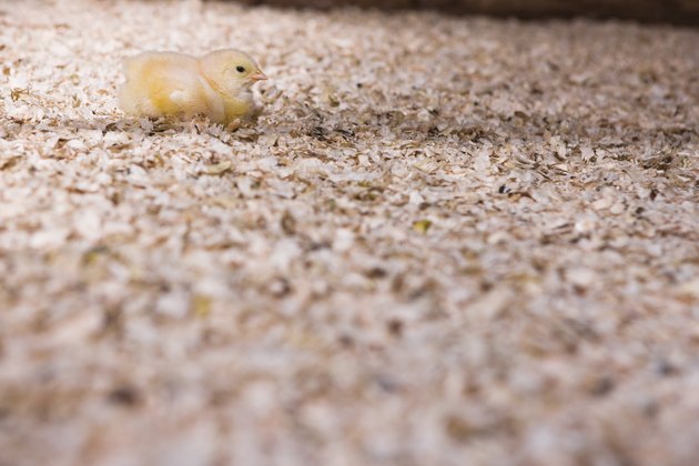 Cute chick in sawdust