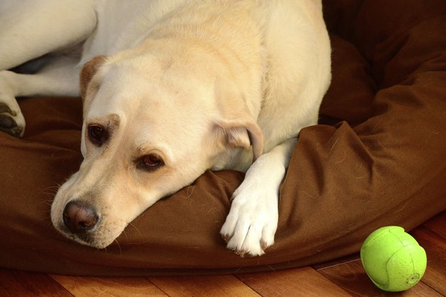 Thinking Dog