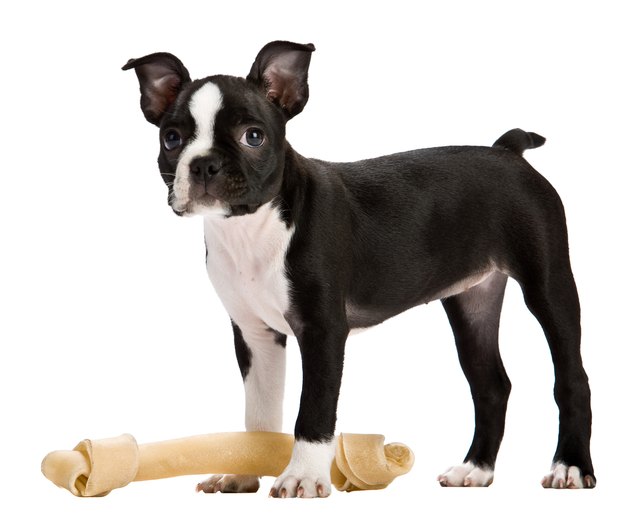 Boston terrier dog standing by bone