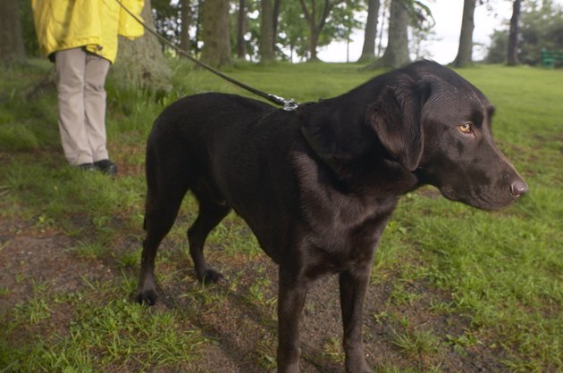 Low angle view of a Labrador dog being taken for a walk