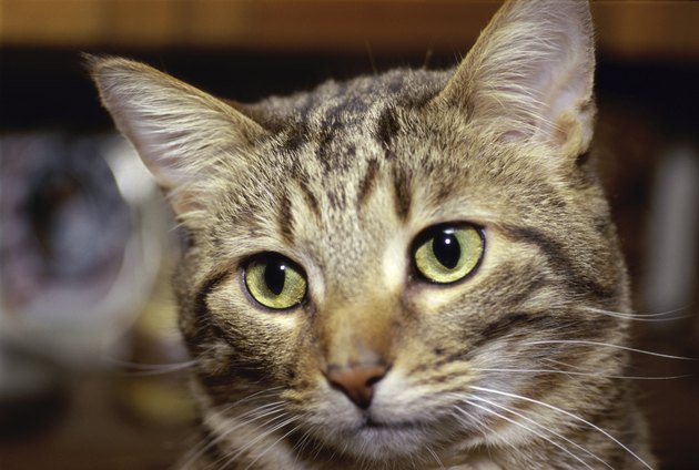 Close-up of a cat