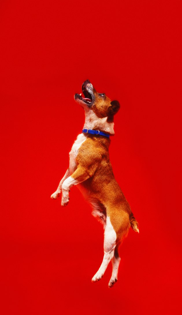 shot of a dog leaping
