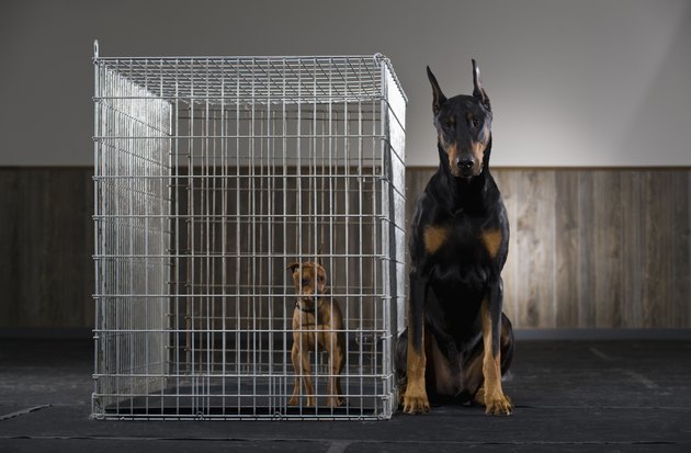 Large dog next to small dog in cage