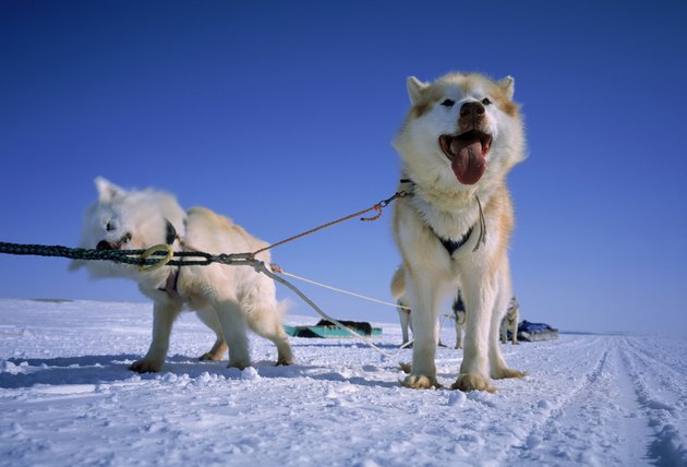 Huskies Greenland