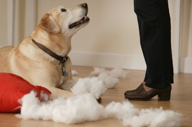 Dog tearing stuffing out of a pillow