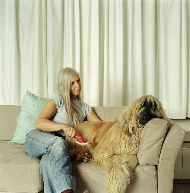 Mature woman on sofa grooming afghan hound