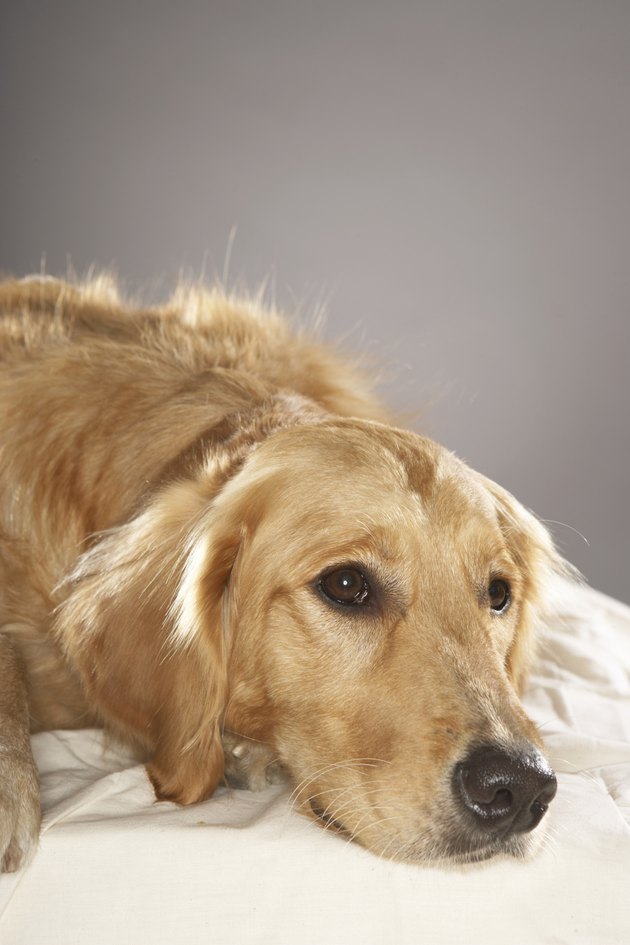 Dog laying down
