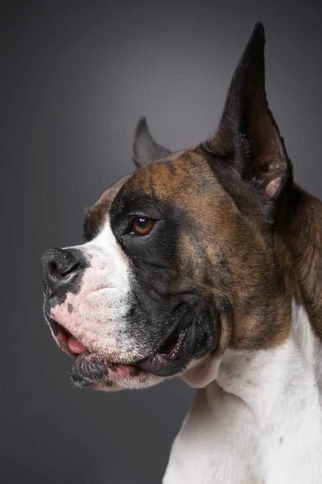 Dog looking away, close-up
