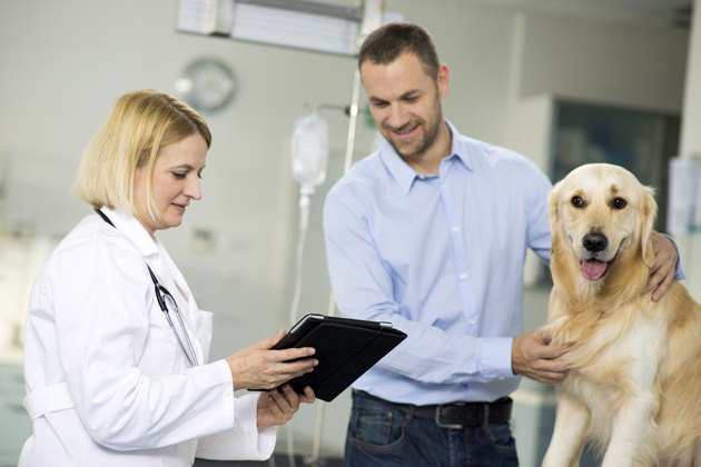 Veterinarian Using A Digital Tablet