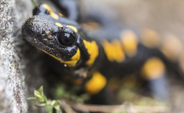 Fire Salamander