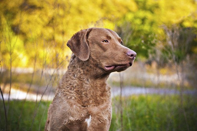 Retriever sitting in a field