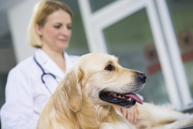 Veterinarian Examining A Dog