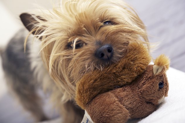 Small Dog Play with Toy