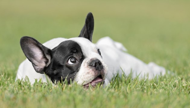 Young French Bulldog dog