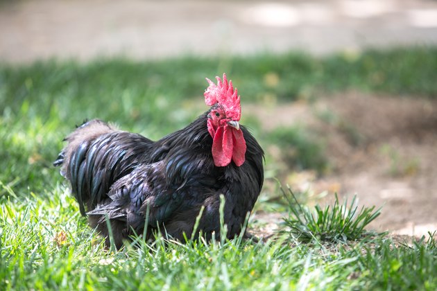 black cock with red comb crouching on grass
