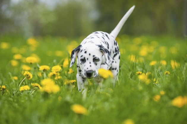 Dalmatian puppy