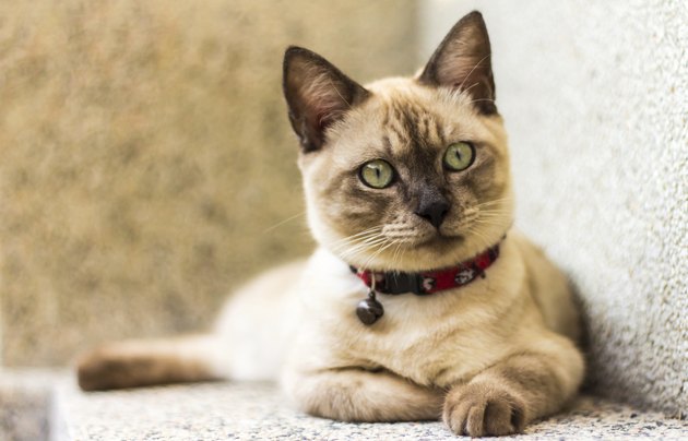 brown cat lying