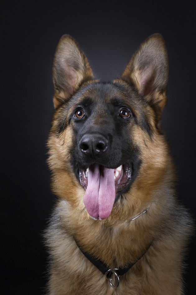 German Shepherd