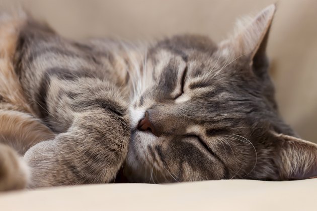sleeping cat