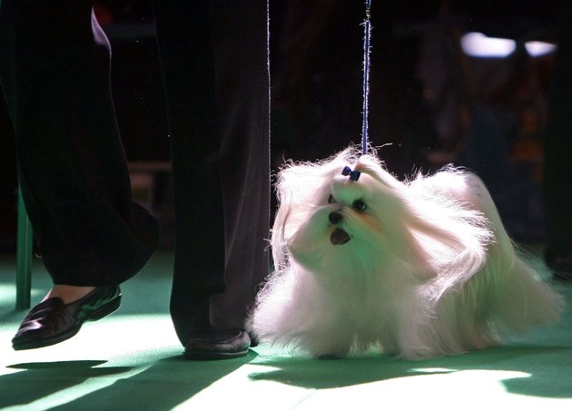 Dogs And Owners Gather For 2009 Crufts Dog Show