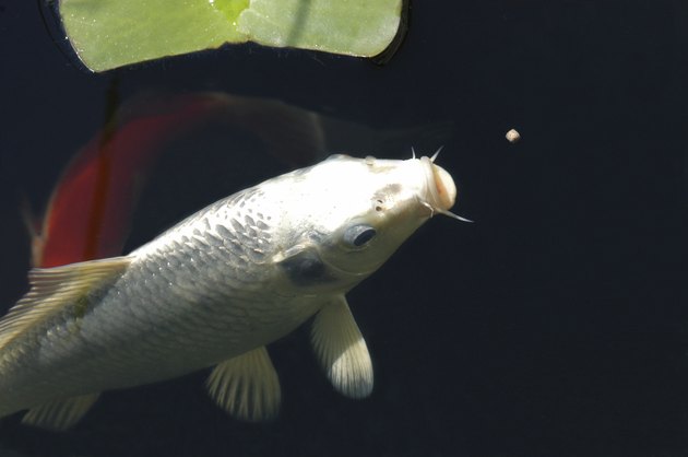 Pregnant Koi Fish | Cuteness