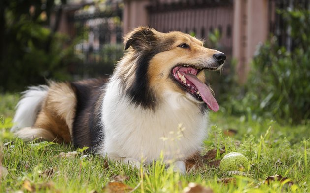 Dog, Shetland sheepdog, collie, sheltie.