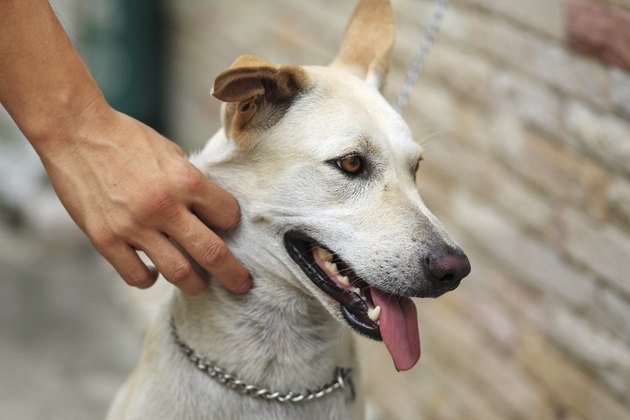Massaging dog neck