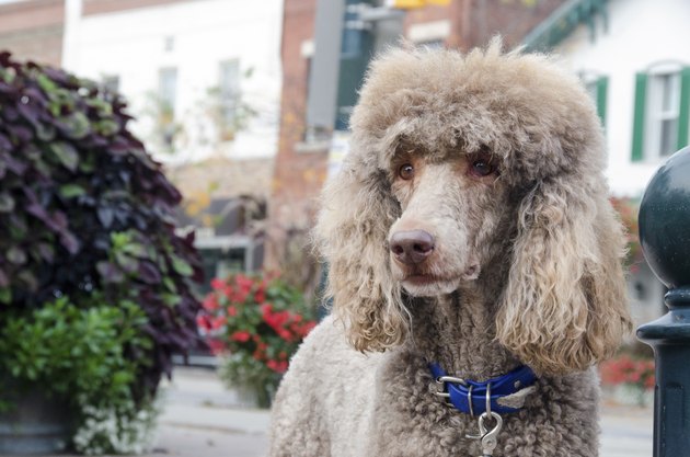 Large Dog Breeds That Don't Shed Cuteness