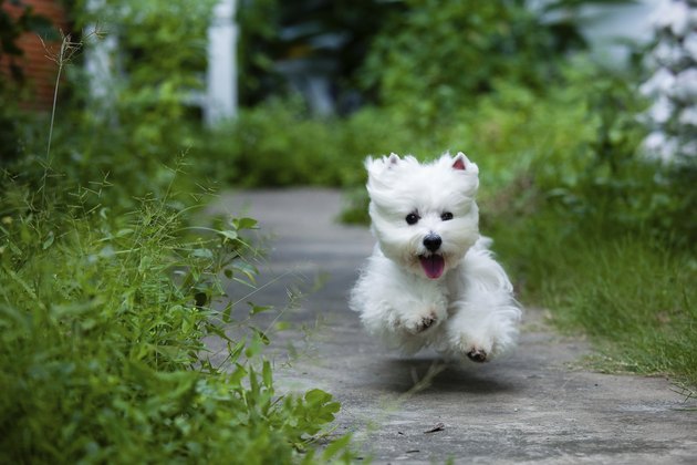 common skin problems in westies cuteness