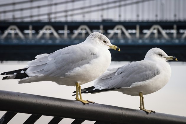 Seagulls at Brooklyn Bridge Park