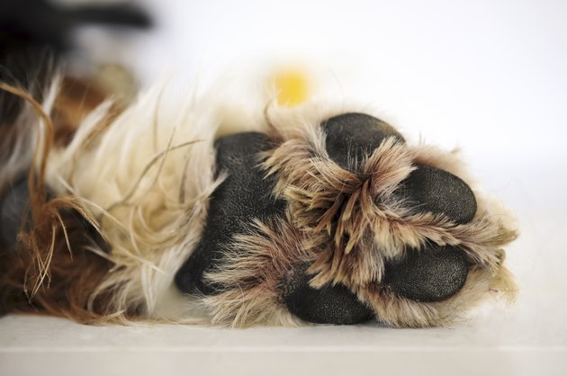 dog paw