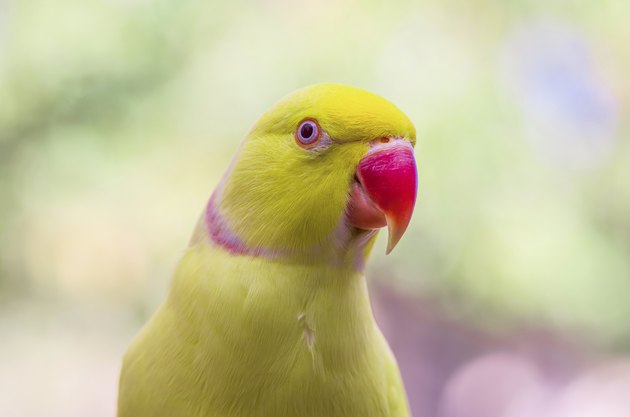 Indian ringneck parakeet, lutino mutation.